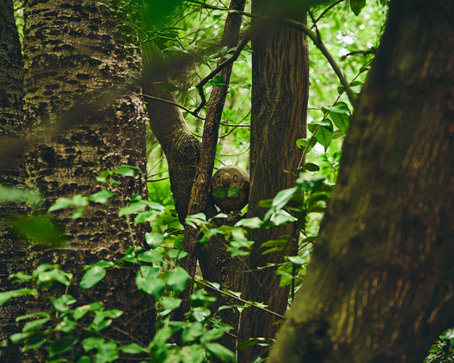 Adventures in Pokémon Wonder-Land